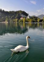 Lake Swan�